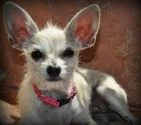 dogs, puppies, pets, Izzy